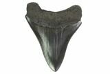 3.21" Fossil Megalodon Tooth - Serrated Blade - #130770-1